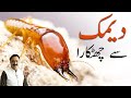 Deemak Khatam Karne Ka Tarika Termite Control Deemak Ka Ilaj