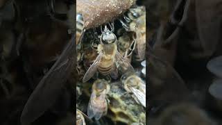 Download lagu #music #songlyrics #song #lyrics #honeybeesting mp3 Download lagu #music #songlyrics #song #lyrics #honeybeesting mp3