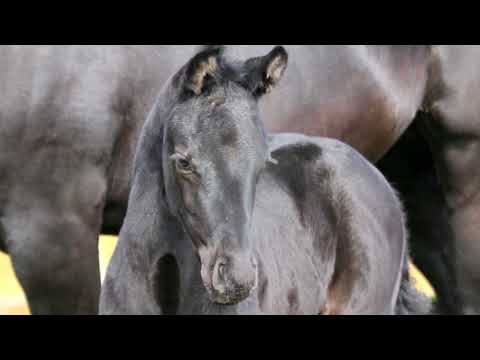 Stutfohlen von Finest - Spörcken