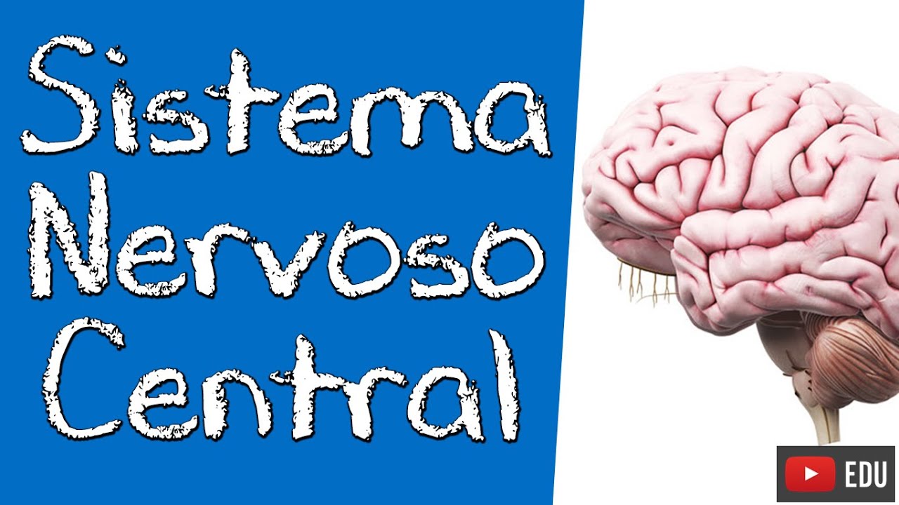 NEUROANATOMIA DO SISTEMA NERVOSO CENTRAL (SNC) - Rogério Souza #1