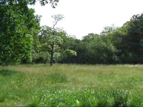 Darkwood Dub - O Danima...