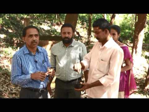 Ethephon Application for Weekly Tapping