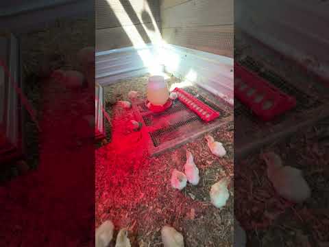 Downstairs Dual Brooder: Giant Chick Homestead Setup