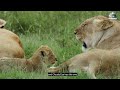 The Big Cat Tales World Animals Life History Discovery Chalaane Animal Life Story Animal Planet