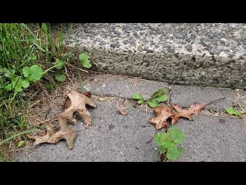 Pavement Ants Partying in Brielle, NJ