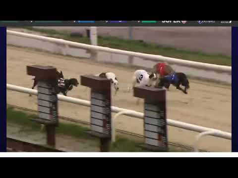 Franco Kiara win in A1 grade Newcastle Greyhounds 12/12/20