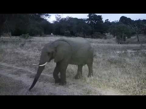 Djuma: Lone Elephant - 18:52 - 02/27/2022