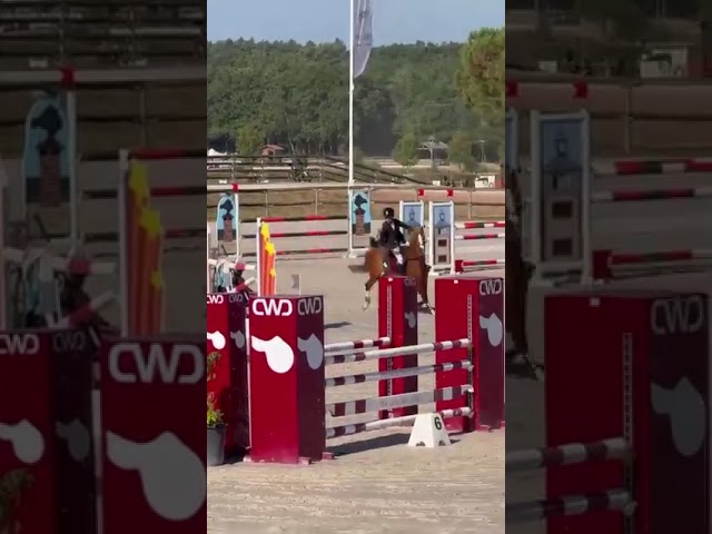Ruin Franse rijpony PFS Te koop 2015 Vos