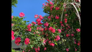 Sunday Garden Stroll 6/9/24