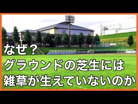 芝生の草取りはいつするの？夏の間ずっと美しい芝生を維持するにはどのような製品を使用する必要がありますか?  庭園