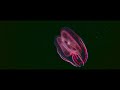 Kentdow Cinatit Feat SpaceSound