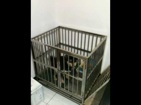 Genki 的ㄚ烏之歌~~~(原發表者:Otaku&比魯家)(影片)