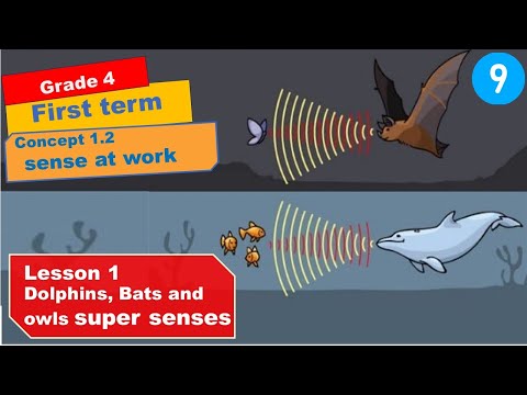 unit 1 | concept 1.2 | sense at work 2025 |dolphin senses .sensory organs of "Nocturnal animals"