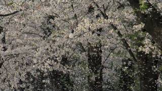 cherry blossoms blizzard Video