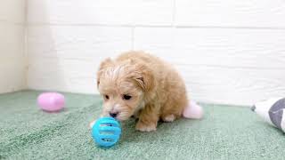 ハーフ犬の動画01