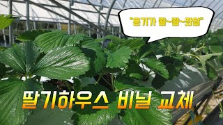 @딸기코팜 시설하우스 비닐교체 목돈들어요.ㅜㅜ