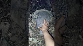 Download lagu hewan aneh #nature #shortvideo #animallife #birds #cute #wildlife #alamliar #trending #amazing mp3