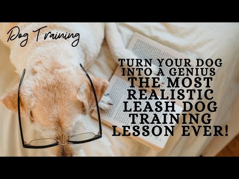 Dog training | Turn Your Dog into a Genius | the most realistic leash dog training lesson ever!