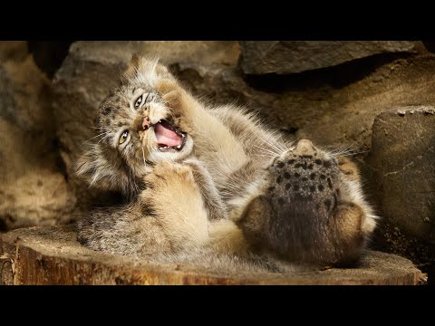 Childhood of the Superstar Timofey the Pallas's Cat: Rare Archive Footage @manulization
