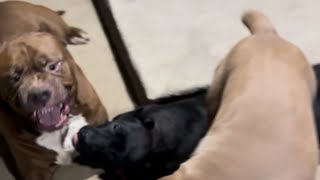 World famous pitbull HULK disciplines his son ￼