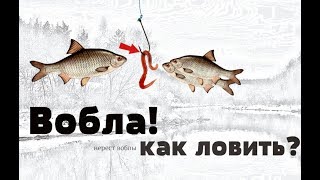 На что ловят воблу в харабали
