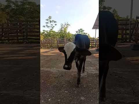 Fazenda centenária Santa Rita do Sapucaí Minas Gerais