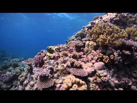 Help make the Coral Sea our largest ocean reserve