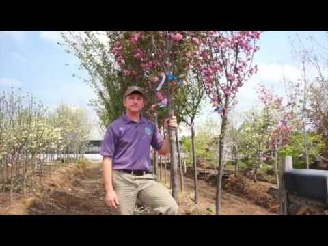 download lagu mp3 mp4 Trees That Bloom Pink In Spring, download lagu Trees That Bloom Pink In Spring gratis, unduh video klip Trees That Bloom Pink In Spring