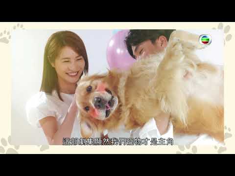 Trailer of 宠爱 Pet Pet (2023)