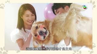 宠爱 Pet Pet | Subscribe to TVBAnywhere+ to watch from 31 July!