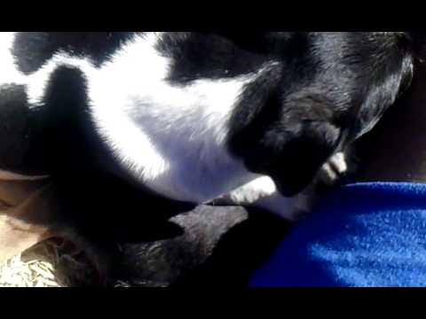 Crazy playful puppies