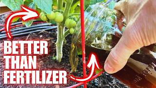 TOMATO FLOWERS EXPLODE With This One Trick | Bloom Booster Formula