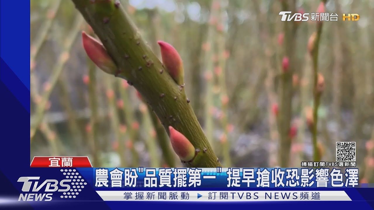 貨櫃大塞港!力拚春節外銷 銀柳提前搶收