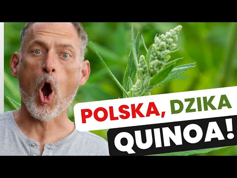 🥘 Wild quinoa (it's a common weed!)
