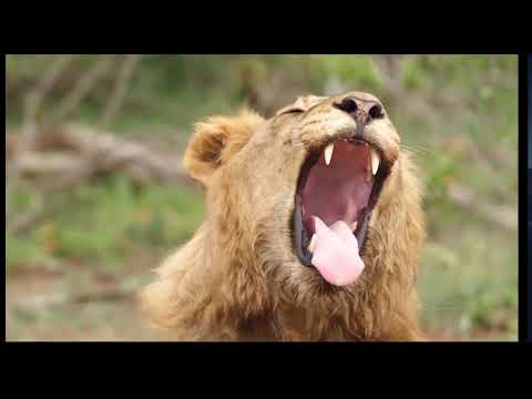 King of the Hill - Alex Wurman and Matthew Marsolek (October 2021 livestream)