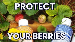 How to protect Your strawberries 🍓: 3 Easy Methods!
