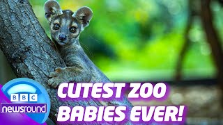 Zoo Baby Animal Bonanza: SO CUTE! | Newsround | News For Kids