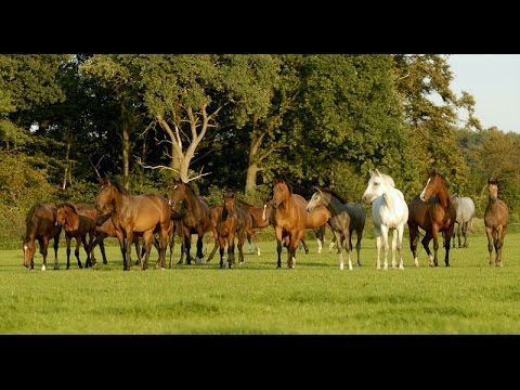 Holsteiner Verband Imagefilm