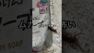 ムカデいた