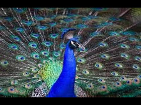 Beautiful Peacock Dance Display