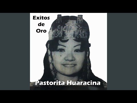 Zorzalito Negro - Pastorita Huarasina