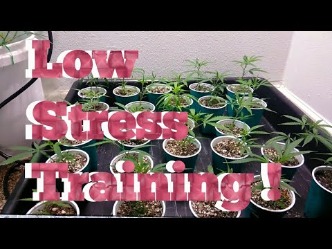Low Stress Training My Clones