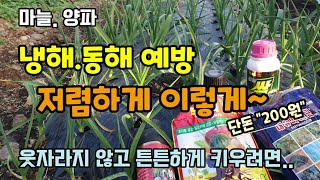 마늘.양파 냉해동해 예방 방법 "200원"으로 저렴하게 해결 병해충은 지금부터 모두싹과 미리근 엽면시비 마늘…