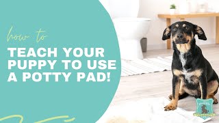 How to Teach Your Puppy to Use a Potty Pad!