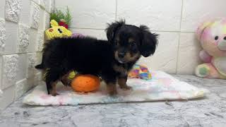 ハーフ犬の動画01