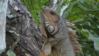 preview picture of video 'Iguane vert grimpant à un arbre dans la ferme des Kekoldis au Costa Rica'