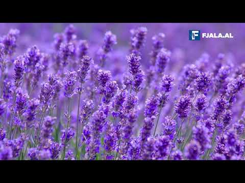 Lavanda, veçoritë kryesore të kësaj bime