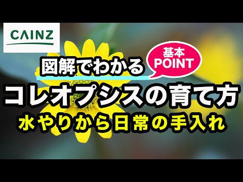 園芸 輪生コレオプシス、針葉コレオプシス
