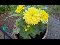 Our Flowers Bloom Summer 2021 Finland Mökillä