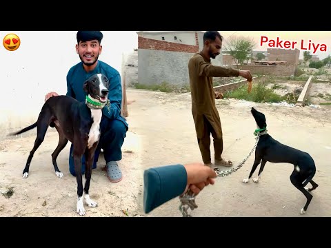 Our society brought a great hunter dog😍 SURPRISED